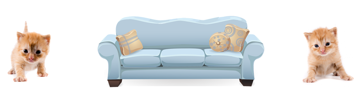 katzenurin auf sofa